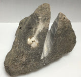 This Unique Business card holder is perfect for the office, home business or for that special someone.   This business card holder contains a Herkimer Diamond, Druzy and Calcite Crystals in Vugs in a Dolomite Matrix.  This piece was mined in Herkimer New York.  Formed over 500 millions years ago this is a one of a kind gift that cannot be duplicated.  Business Card Gap is 6mm